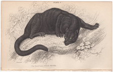 Plate 5  Felis Nigra  The Black Puma